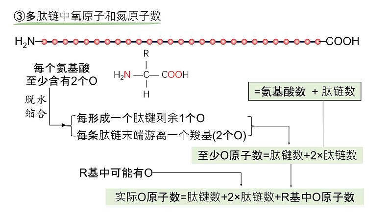 2025届高三生物一轮复习课件：蛋白质是生命活动的主要承担者（第2课时）第8页