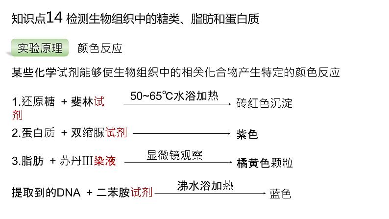 2025届高三生物一轮复习课件：检测生物组织中的糖类、脂肪和蛋白质第2页