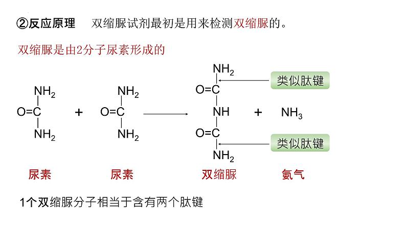 2025届高三生物一轮复习课件：检测生物组织中的糖类、脂肪和蛋白质第8页