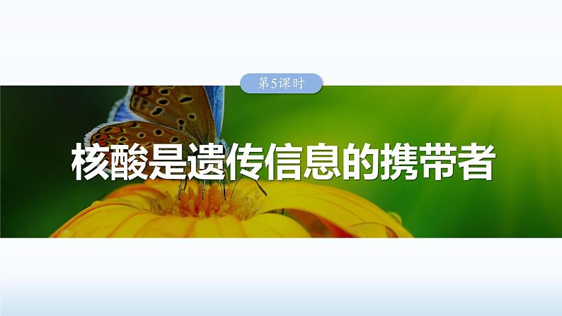 2025届高三生物一轮复习课件2.5核酸是遗传信息的携带者02