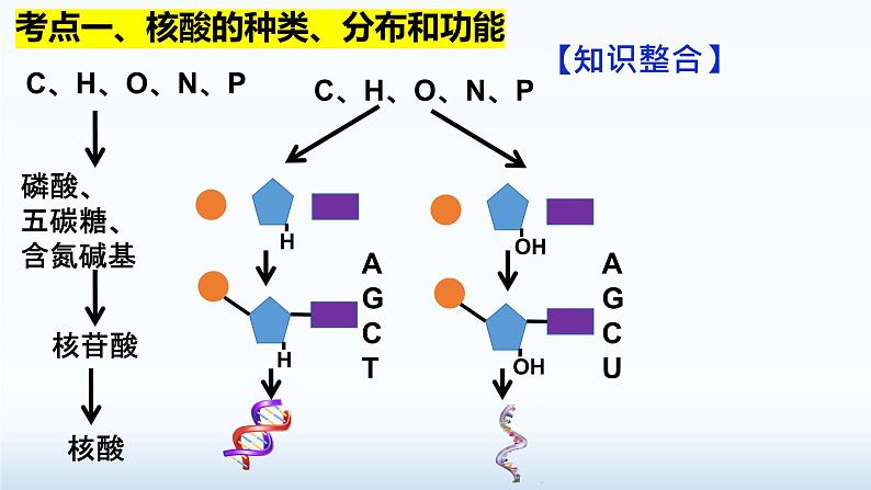 2025届高三生物一轮复习课件2.5核酸是遗传信息的携带者06