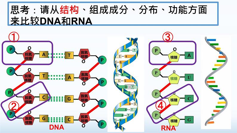 2025届高三生物一轮复习课件2.5核酸是遗传信息的携带者08