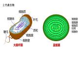 2025届高三生物一轮复习课件2：细胞的多样性和统一性