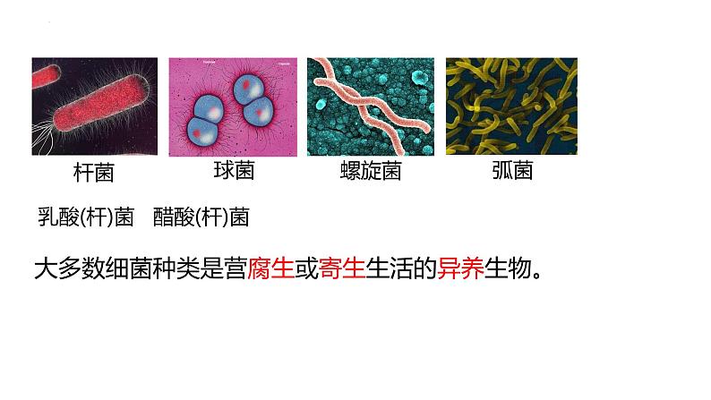 2025届高三生物一轮复习课件2：细胞的多样性和统一性第4页