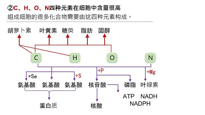 2025届高三生物一轮复习课件3：细胞中的无机物第5页