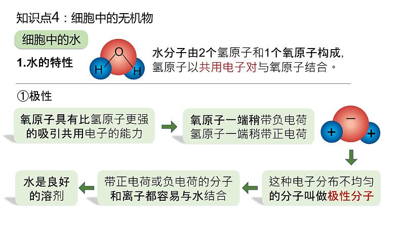 2025届高三生物一轮复习课件3：细胞中的无机物第8页