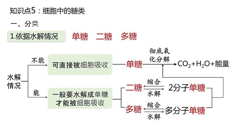 2025届高三生物一轮复习课件4：细胞中的糖类和脂质（第1课时）第3页