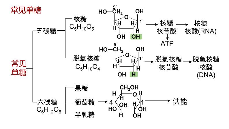 2025届高三生物一轮复习课件4：细胞中的糖类和脂质（第1课时）第4页