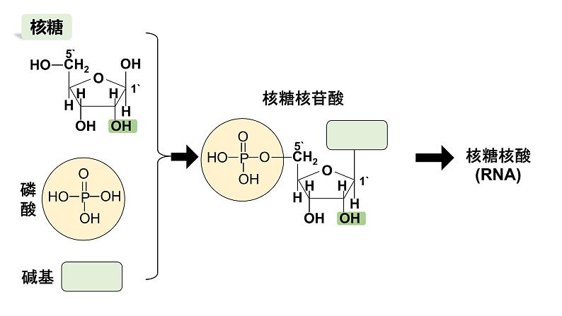 2025届高三生物一轮复习课件4：细胞中的糖类和脂质（第1课时）第5页