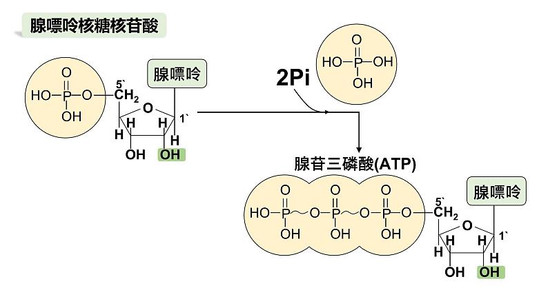 2025届高三生物一轮复习课件4：细胞中的糖类和脂质（第1课时）第6页