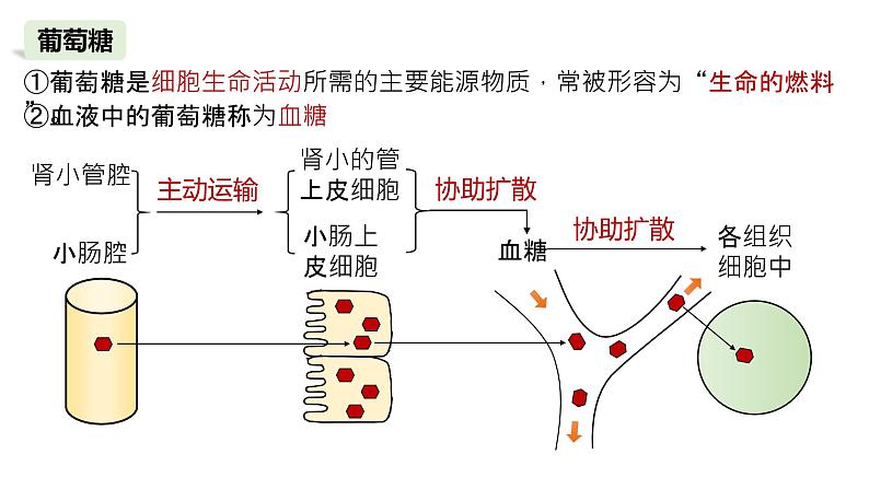 2025届高三生物一轮复习课件4：细胞中的糖类和脂质（第1课时）第7页