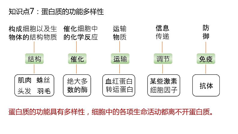 2025届高三生物一轮复习课件6：蛋白质是生命活动的主要承担者（第2课时）第2页