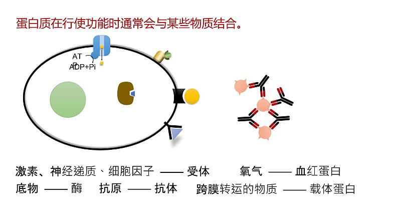 2025届高三生物一轮复习课件6：蛋白质是生命活动的主要承担者（第2课时）第3页