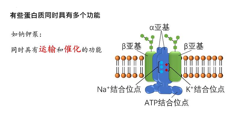 2025届高三生物一轮复习课件6：蛋白质是生命活动的主要承担者（第2课时）第4页