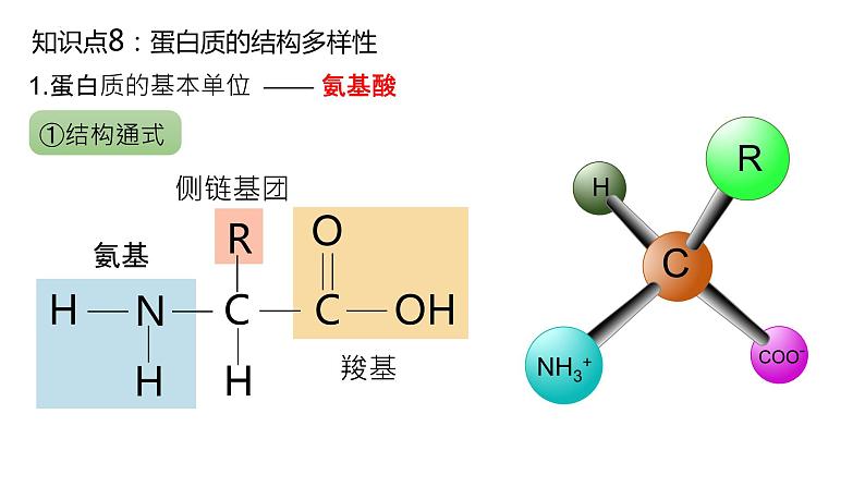 2025届高三生物一轮复习课件6：蛋白质是生命活动的主要承担者（第2课时）第5页