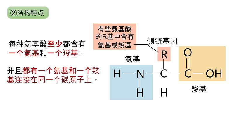 2025届高三生物一轮复习课件6：蛋白质是生命活动的主要承担者（第2课时）第6页