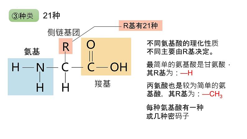 2025届高三生物一轮复习课件6：蛋白质是生命活动的主要承担者（第2课时）第7页