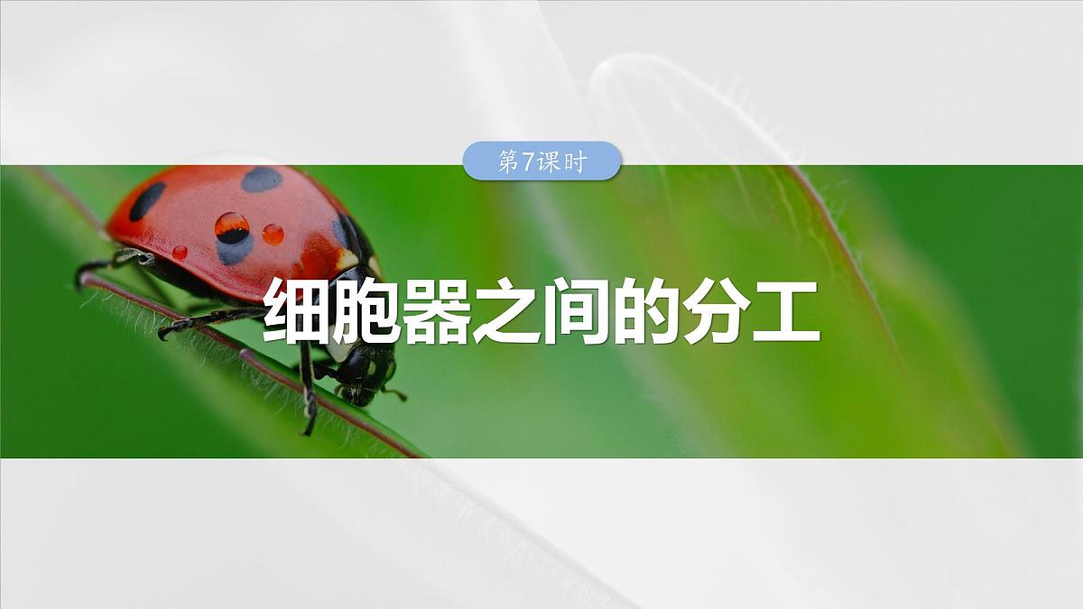 2025届高三生物一轮复习课件第7课时　细胞器之间的分工第1页