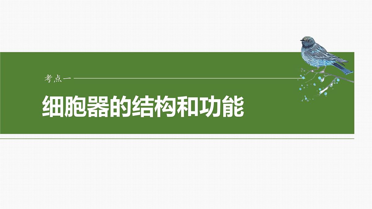 2025届高三生物一轮复习课件第7课时　细胞器之间的分工第4页
