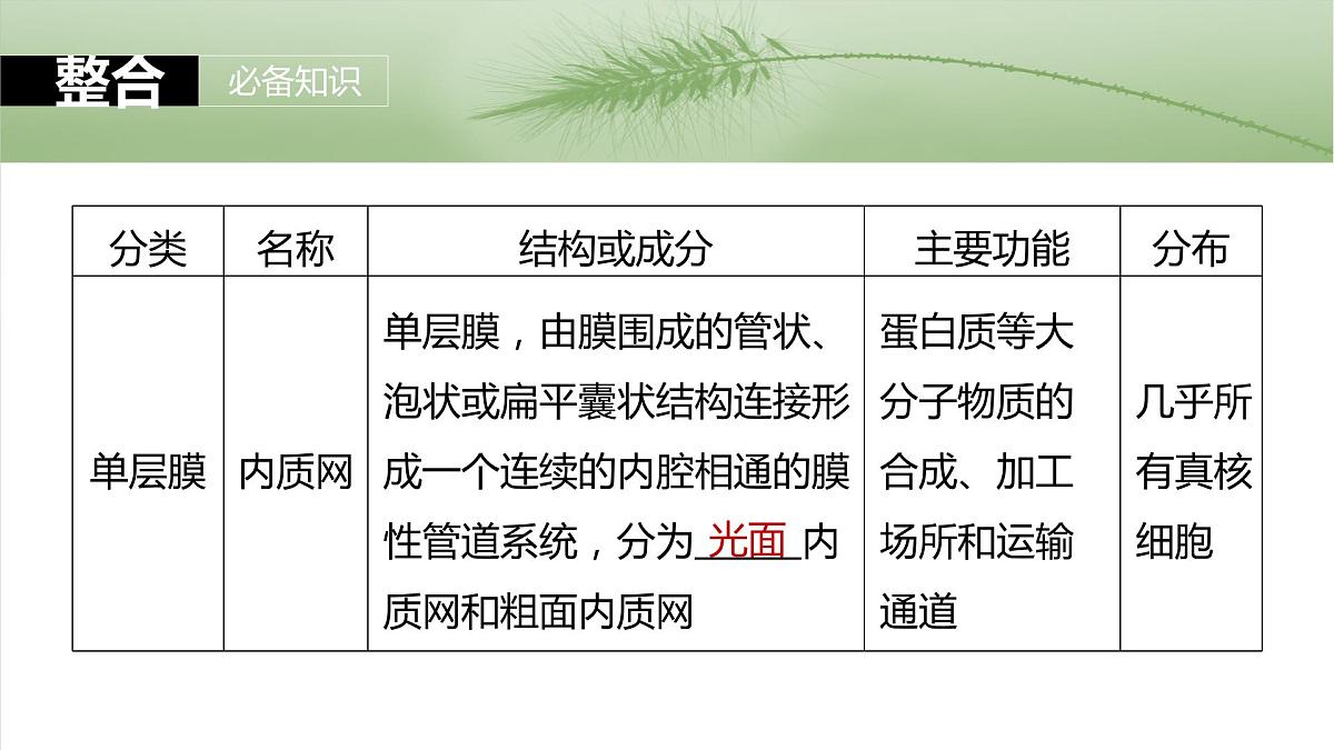 2025届高三生物一轮复习课件第7课时　细胞器之间的分工第8页