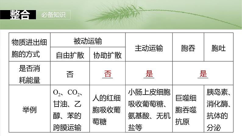 2025届高三生物一轮复习课件第10课时　物质进出细胞的方式及影响因素06