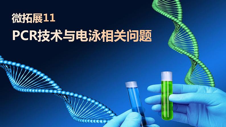 2025届高三生物一轮复习课件微拓展11：PCR技术与电泳相关问题01