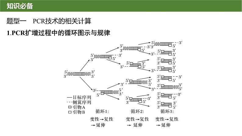 2025届高三生物一轮复习课件微拓展11：PCR技术与电泳相关问题第2页