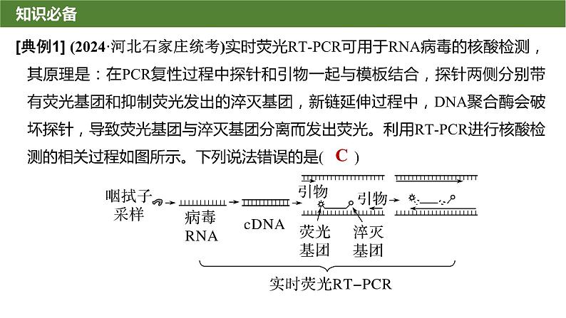 2025届高三生物一轮复习课件微拓展11：PCR技术与电泳相关问题第4页