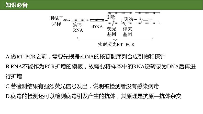 2025届高三生物一轮复习课件微拓展11：PCR技术与电泳相关问题第5页