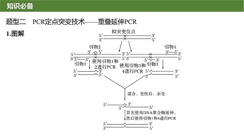 2025届高三生物一轮复习课件微拓展11：PCR技术与电泳相关问题第6页