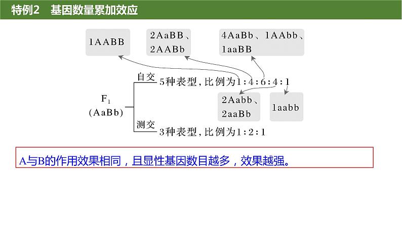 2025届高三生物一轮复习生物：基因的自由组合定律遗传特例分析课件第6页