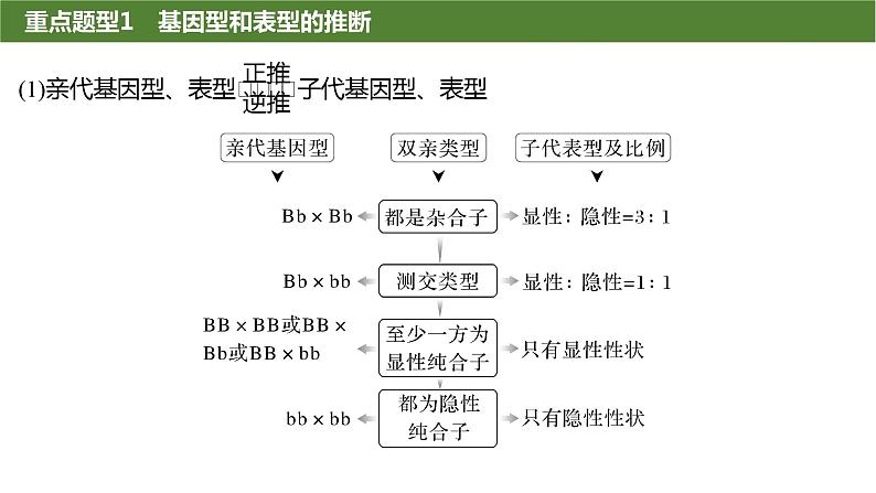 2025届高三生物一轮复习生物：基因分离定律重点题型突破课件02