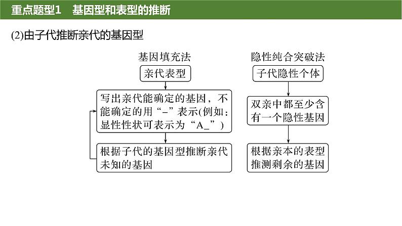 2025届高三生物一轮复习生物：基因分离定律重点题型突破课件03