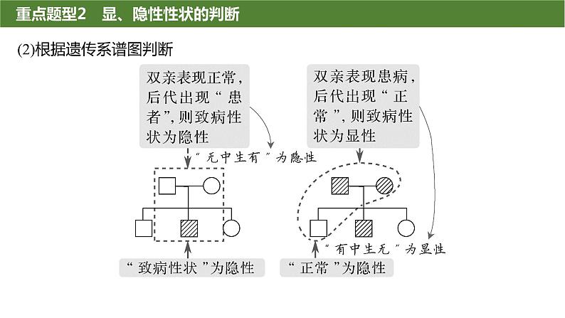 2025届高三生物一轮复习生物：基因分离定律重点题型突破课件08