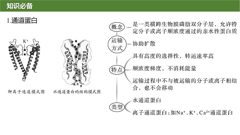 2025届高三生物一轮复习微拓展2：与物质出入细胞方式有关的热考题型课件第2页