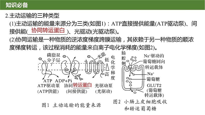 2025届高三生物一轮复习微拓展2：与物质出入细胞方式有关的热考题型课件第4页