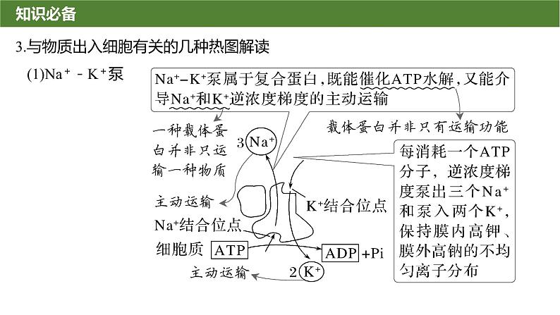 2025届高三生物一轮复习微拓展2：与物质出入细胞方式有关的热考题型课件第5页