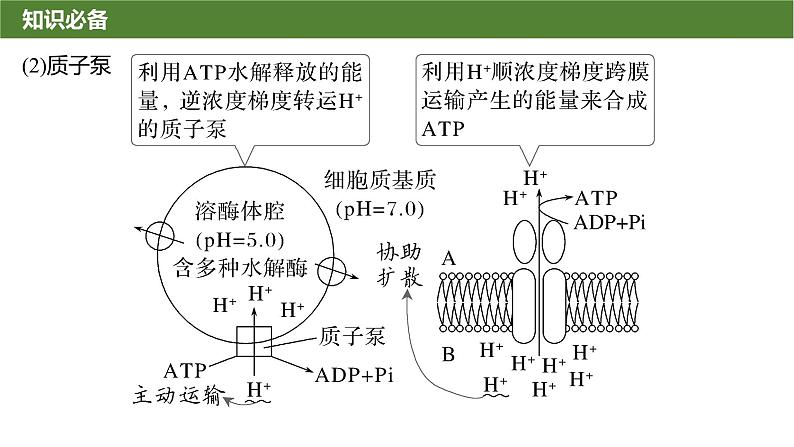 2025届高三生物一轮复习微拓展2：与物质出入细胞方式有关的热考题型课件第6页