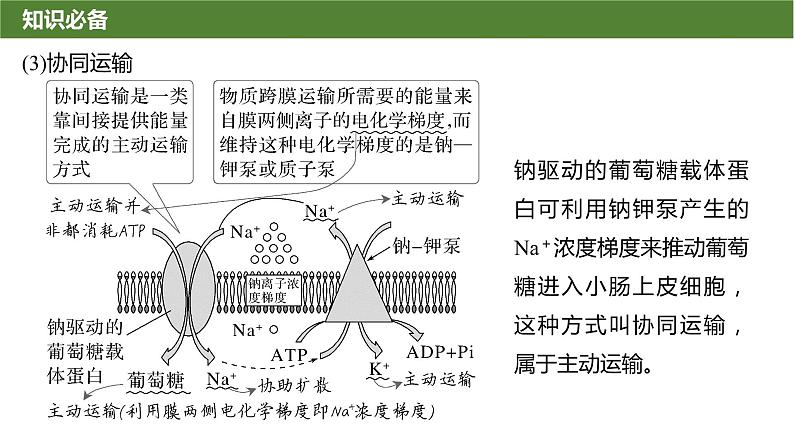 2025届高三生物一轮复习微拓展2：与物质出入细胞方式有关的热考题型课件第7页