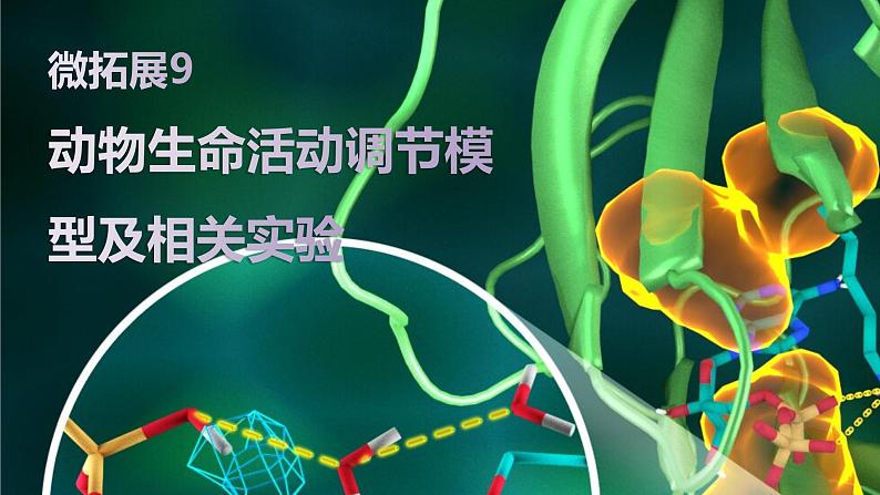 2025届高三生物一轮复习微拓展9：动物生命活动调节模型及相关实验课件第1页