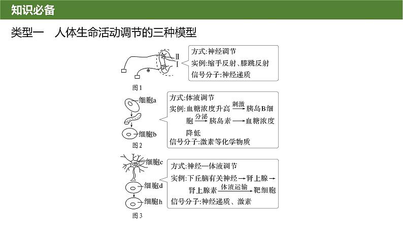 2025届高三生物一轮复习微拓展9：动物生命活动调节模型及相关实验课件第2页