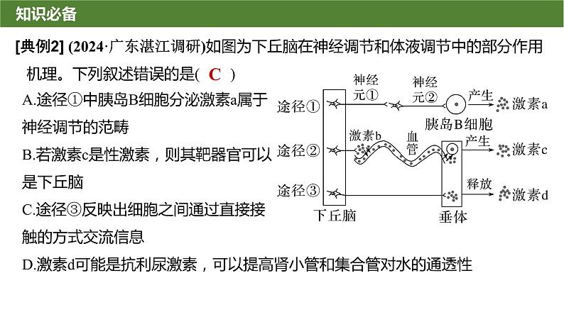 2025届高三生物一轮复习微拓展9：动物生命活动调节模型及相关实验课件第4页