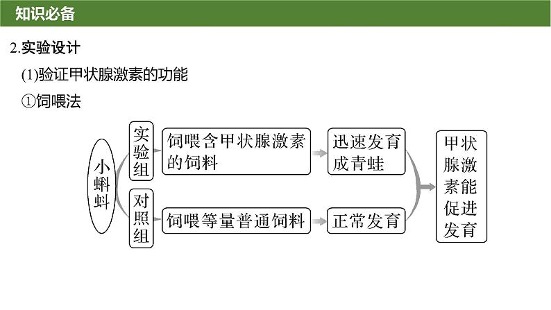 2025届高三生物一轮复习微拓展9：动物生命活动调节模型及相关实验课件第6页