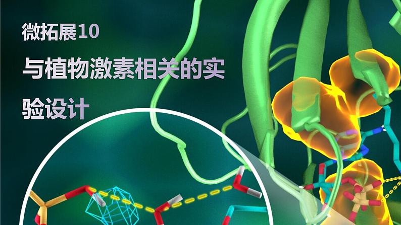 2025届高三生物一轮复习微拓展10：与植物激素相关的实验设计课件01