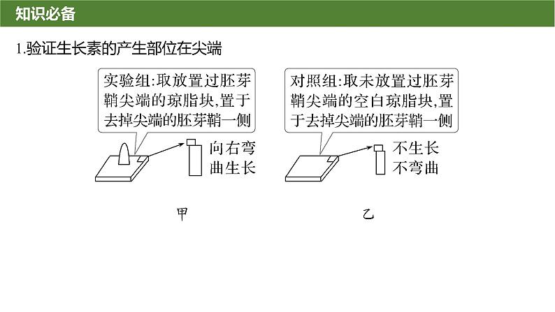 2025届高三生物一轮复习微拓展10：与植物激素相关的实验设计课件02