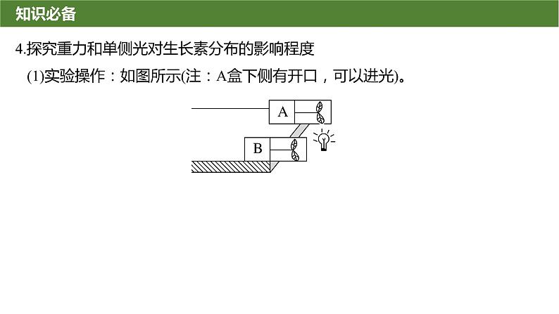 2025届高三生物一轮复习微拓展10：与植物激素相关的实验设计课件05