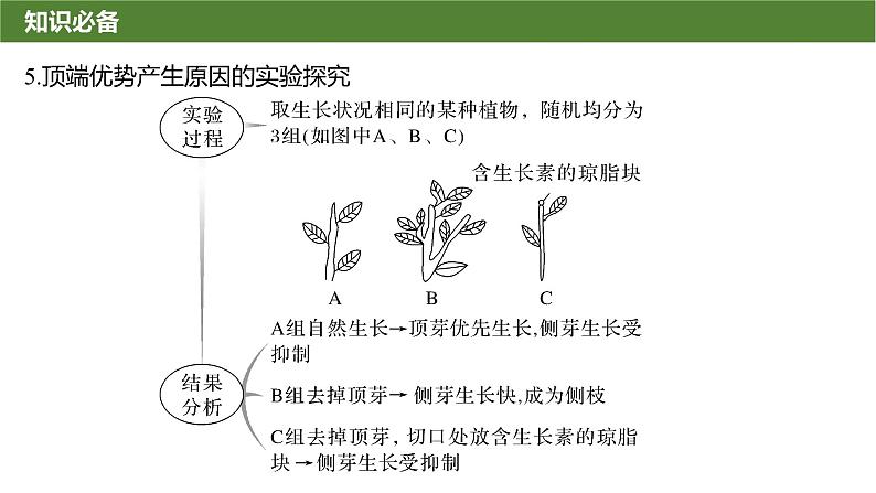 2025届高三生物一轮复习微拓展10：与植物激素相关的实验设计课件07