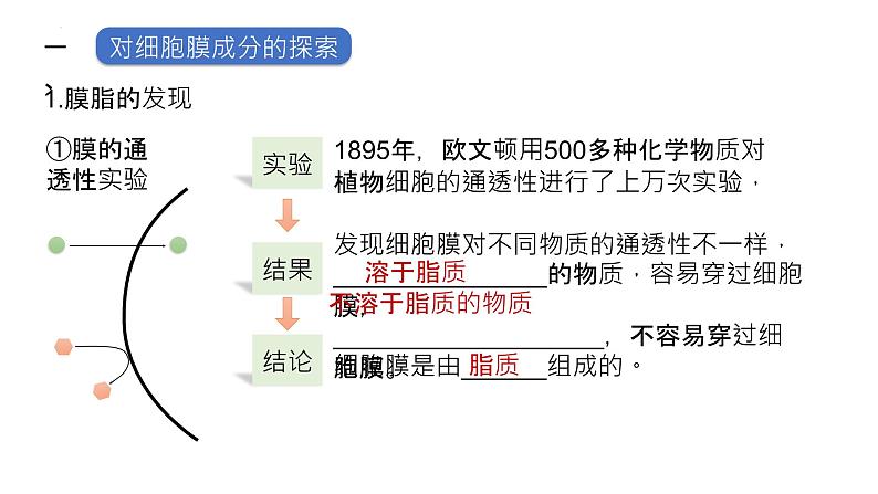 2025届高三生物一轮深度复习课件：细胞膜的结构与功能第3页