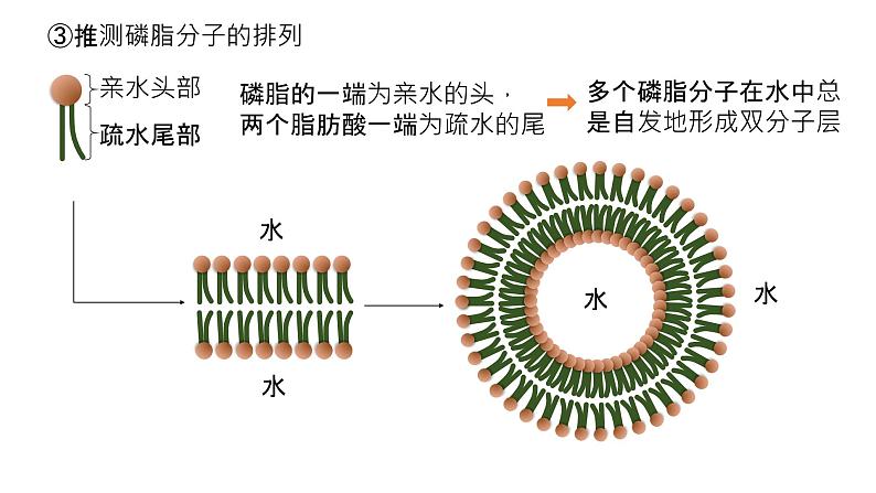 2025届高三生物一轮深度复习课件：细胞膜的结构与功能第5页