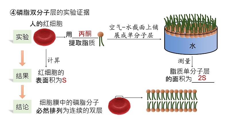 2025届高三生物一轮深度复习课件：细胞膜的结构与功能第6页